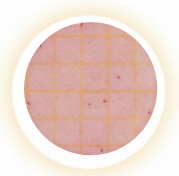 Petrifilm™ Coliform Count Plates (2x25)