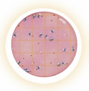 Petrifilm™ E. coli/Coliform Count Plate