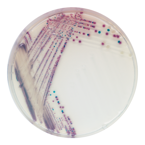 CHROMagar™ Vibrio base 500g