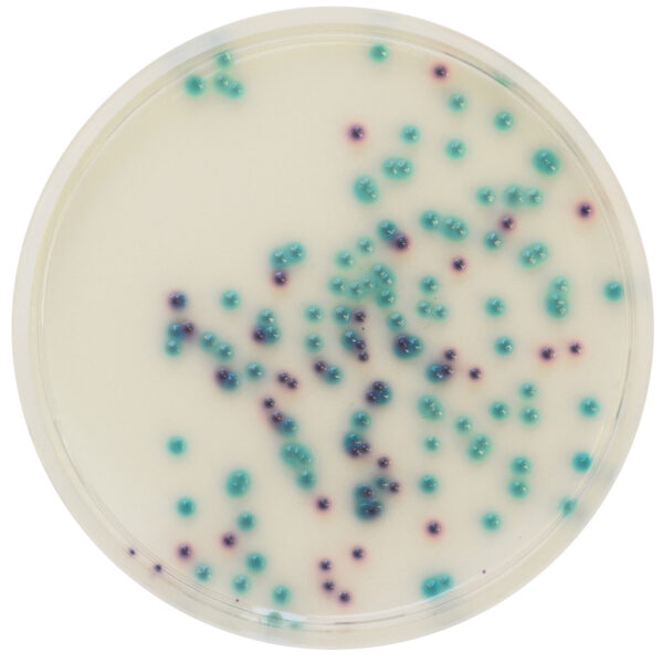 CHROMagar™ Pseudomonas base 500g