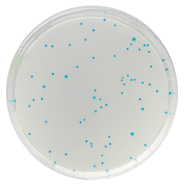 CHROMagar E.coli base 500g