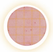 3M Petrifilm CC Coliform