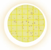 Petrifilm Env.listeria