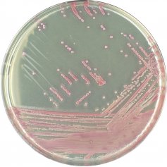 CHROMagar™ MRSA base and supplement