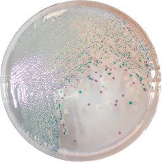 CHROMagar™ Vibrio